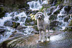 standing Standard Poodle