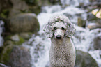 Standard Poodle portrait