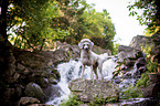 standing Standard Poodle