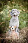sitting Standard Poodle
