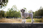 standing Standard Poodle