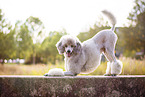 standing Standard Poodle