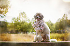 sitting Standard Poodle