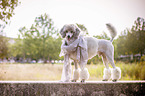 standing Standard Poodle