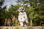 sitting Standard Poodle