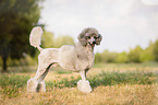standing Standard Poodle