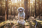 standing Standard Poodle