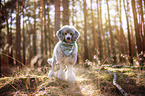 standing Standard Poodle