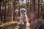 sitting Standard Poodle