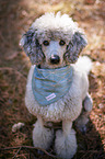 sitting Standard Poodle