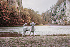 standing Standard Poodle