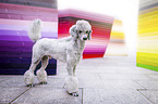 standing Standard Poodle