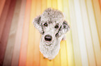 sitting Standard Poodle