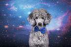 Standard Poodle portrait