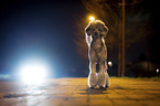standing Standard Poodle