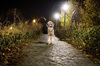 standing Standard Poodle