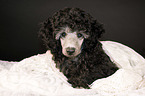 Standard Poodle portrait