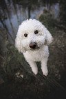 Standard Poodle