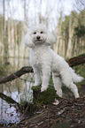 standing Standard Poodle