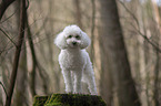 standing Standard Poodle