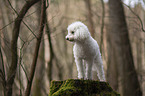 standing Standard Poodle
