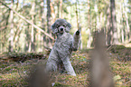 sitting Standard Poodle