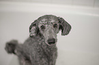 Standard Poodle grooming