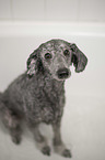 Standard Poodle grooming
