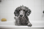 Standard Poodle grooming