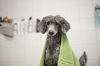 Standard Poodle grooming