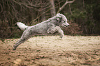 running Standard Poodle