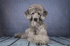 lying Standard Poodle
