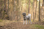 standing Standard Poodle