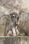 sitting Standard Poodle