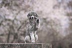 sitting Standard Poodle