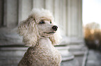 Standard Poodle portrait