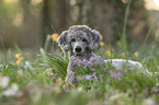 lying Standard Poodle