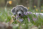 lying Standard Poodle