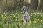 sitting Standard Poodle