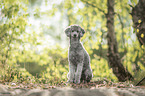 sitting Standard Poodle
