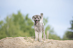 standing Standard Poodle