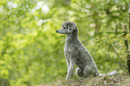 sitting Standard Poodle