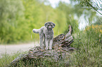 standing Standard Poodle
