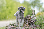 standing Standard Poodle