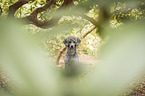 Standard Poodle