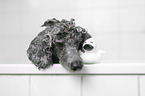 Standard Poodle in a bathtub