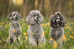 sitting Standard Poodles