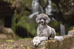 lying Standard Poodle