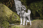 standing Standard Poodle