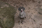 sitting Standard Poodle